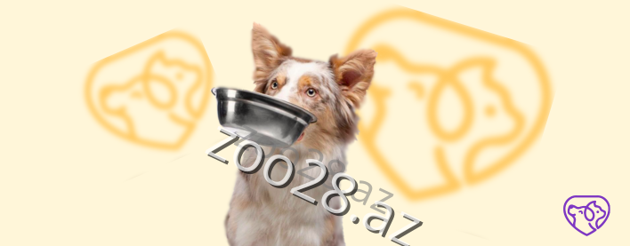 5 ошибок в кормлении собак